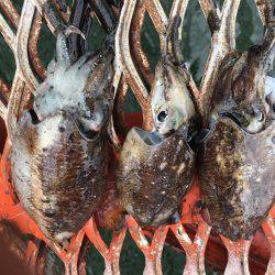 休みが出来たのでエギング 1人釣行